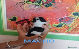 Chihuahua perros en venta: Chihuahuas toys exóticos  - Imagen 3