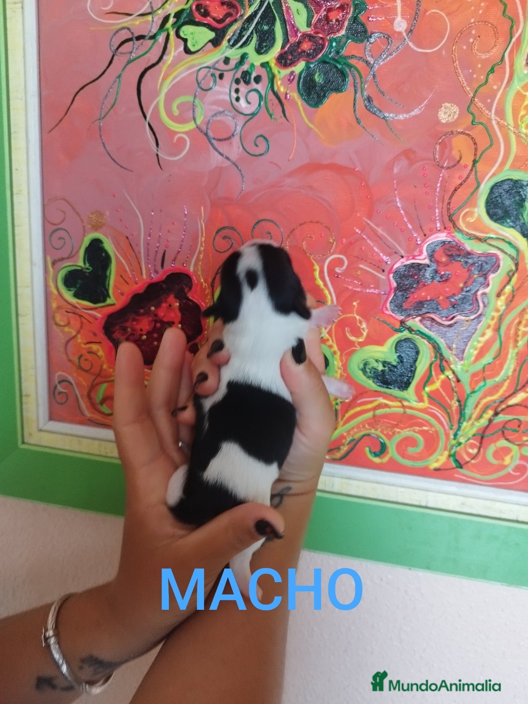 Chihuahua perros en venta: Chihuahuas toys exóticos  - Imagen 3