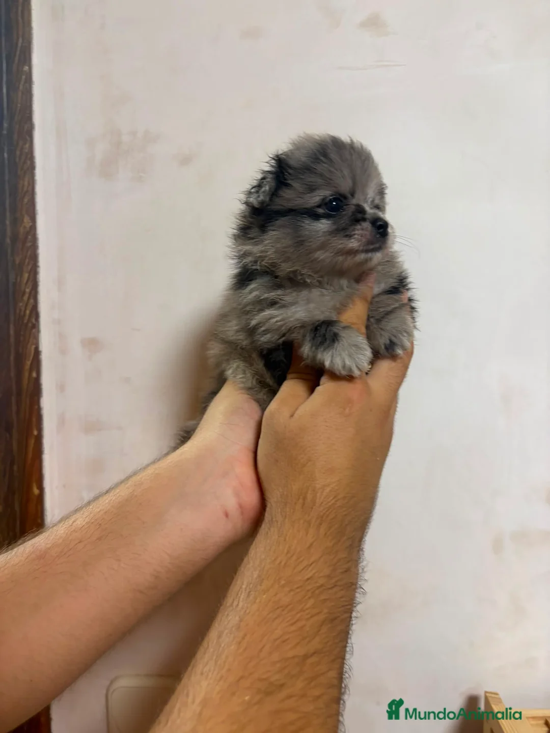 Pomerania perros en venta: Cachorros de Lulú de Pomerania  - Anuncio 5