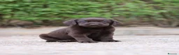 Labrador Retriever perros en venta: Preciosos cachorros de Labrador Retriever chocolat - Anuncio 7
