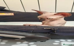 Sphynx gatos en venta: Precioso machito ojos claros  - Imagen 4