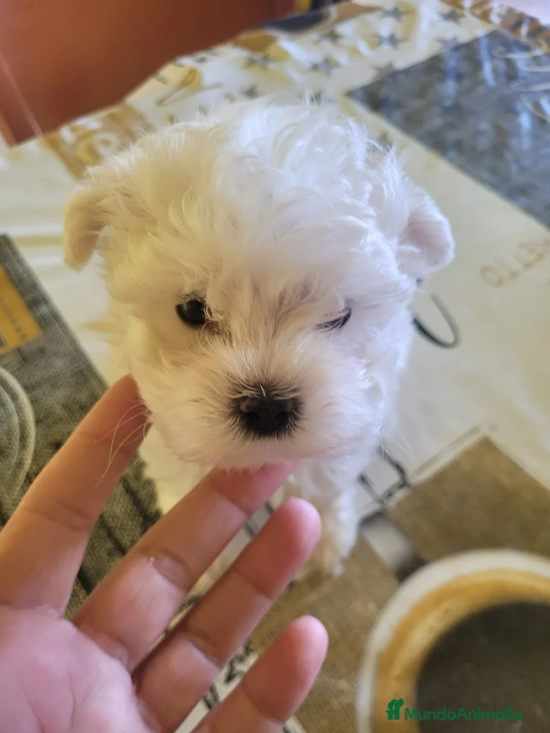 Bichón Maltés perros en venta: Bichón maltés toy - Anuncio 2