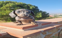 Teckel perros en venta: Teckel Arlequin Macho - Imagen 1