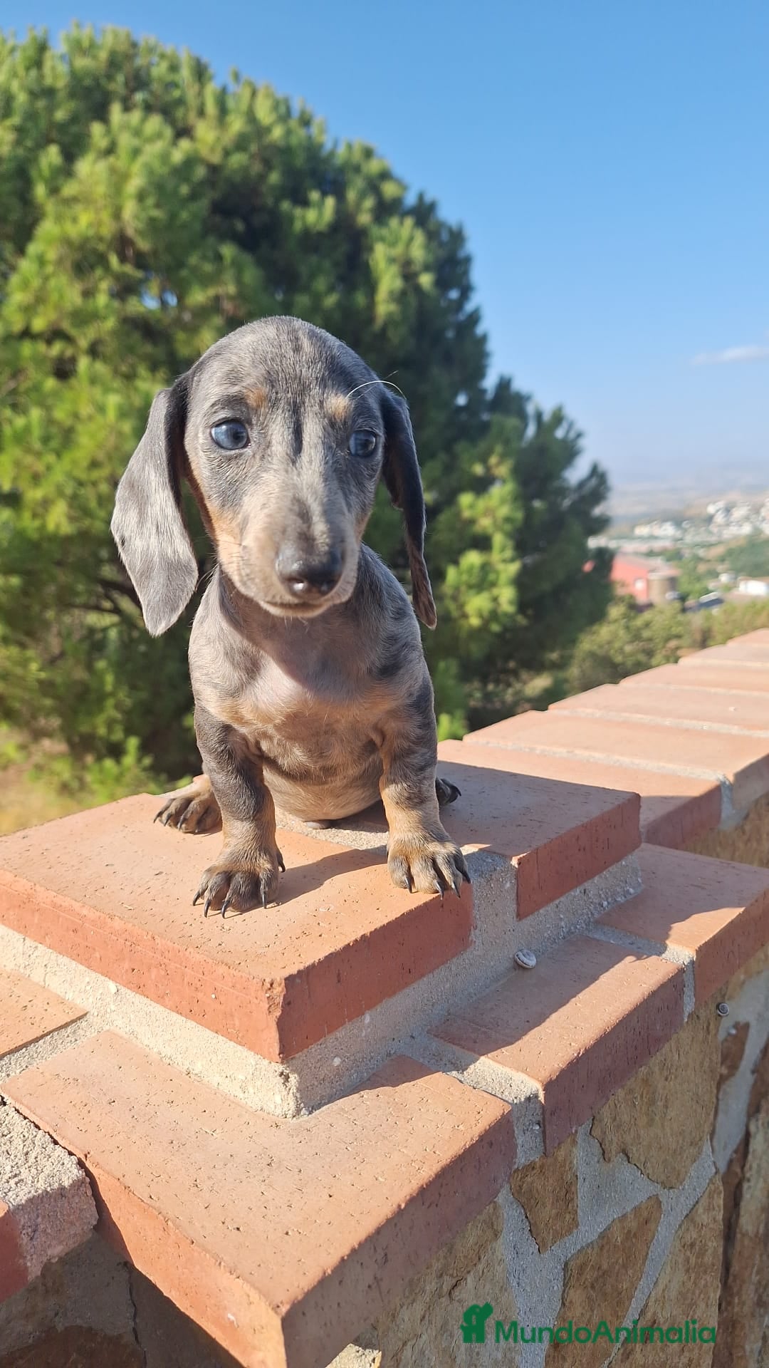 Teckel perros en venta: Teckel Arlequin Macho - Imagen 1