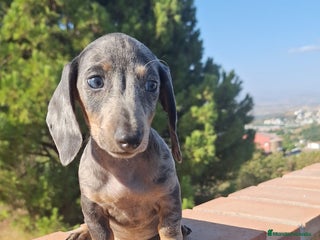 Teckel perros - Anuncio 3