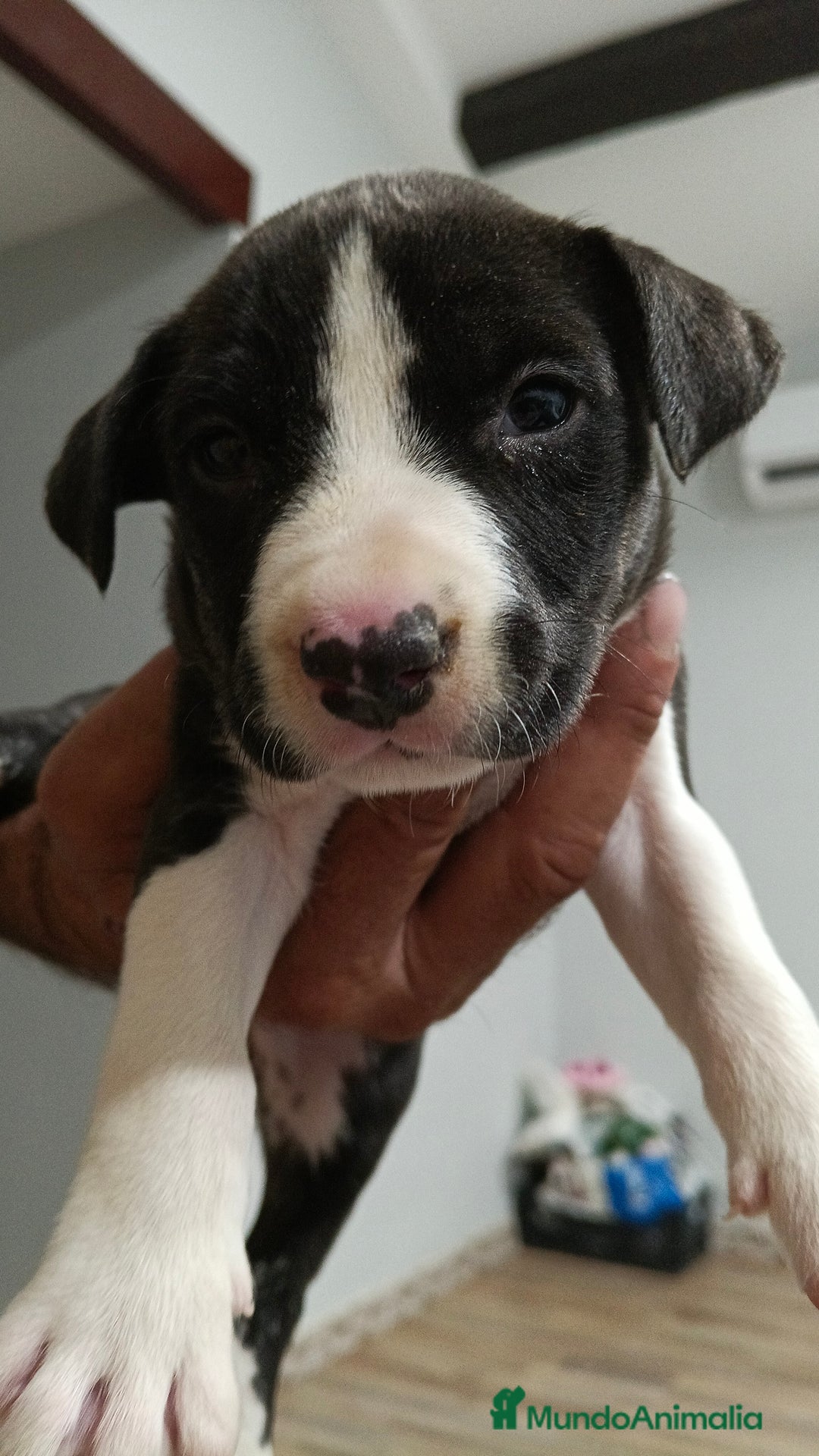 American Staffordshire-Terrier perros en venta: Macho estanford  - Anuncio 5