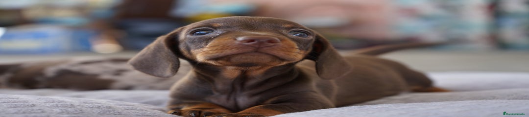 LOLA