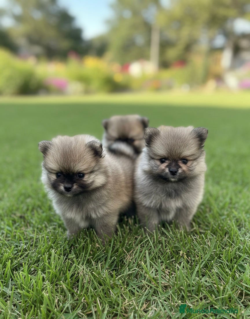Pomerania perros CAMADA DE POMERANIA SABLES BEBES DISPONIBLES 🐾 - Anuncio 2