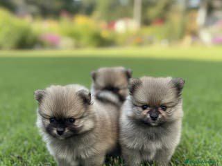 Pomerania perros CAMADA DE POMERANIA SABLES BEBES DISPONIBLES 🐾 - Anuncio 14