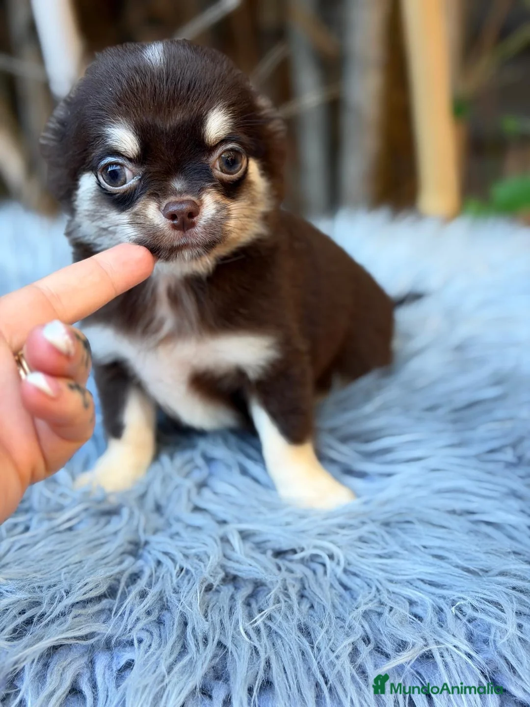 Chihuahua perros en venta: Chihuahua chocolate - Anuncio 2