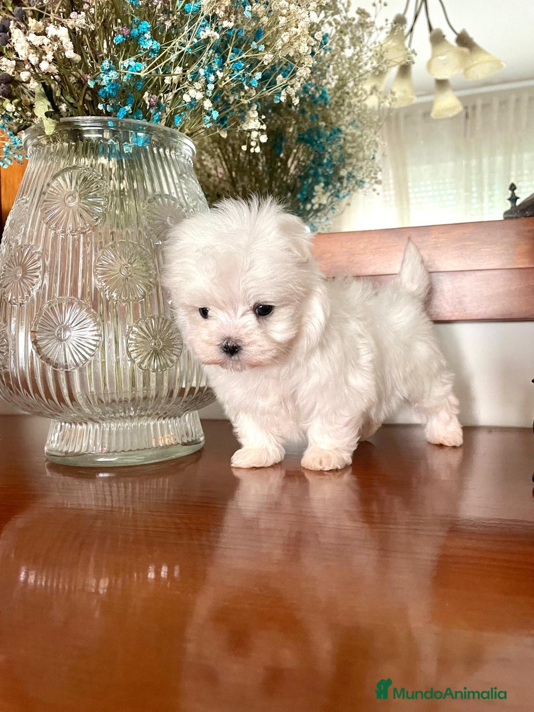 Bichón Maltés perros en venta: Bichon Maltés de caramelo  - Imagen 6