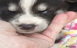 Husky Siberiano perros en venta: Husky siberiano  - Imagen 5