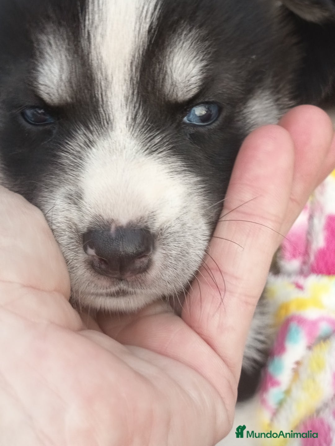 Husky Siberiano perros en venta: Husky siberiano  - Imagen 5