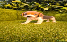 Beagle perros en venta: beagles tricolor  - Imagen 13