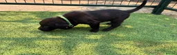 Labrador Retriever perros en venta: LABRADOR - Anuncio 7