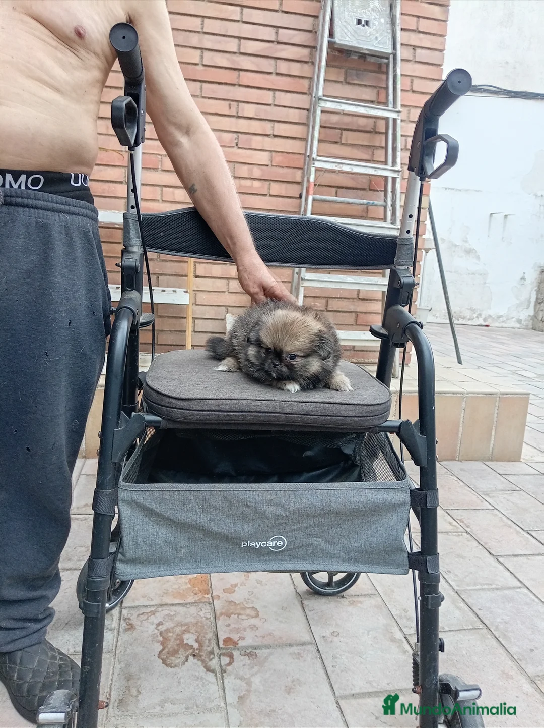 Pekinés perros en venta: Pekines - Anuncio 20