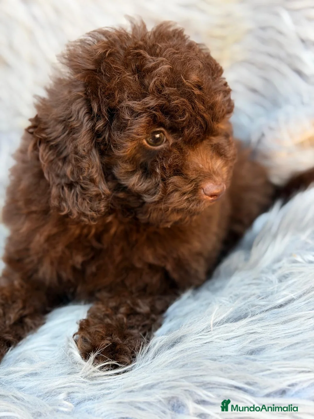 Maltipoo perros en venta: MALTIPOO TOY CHOCOLATE DISPONIBLES - Anuncio 8