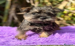 Schnauzer Miniatura perros en venta: Schnauzer miniatura sal y pimienta  - Anuncio 8