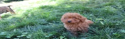 Caniche Toy perros en venta: Caniche Toy rojo  - Anuncio 11
