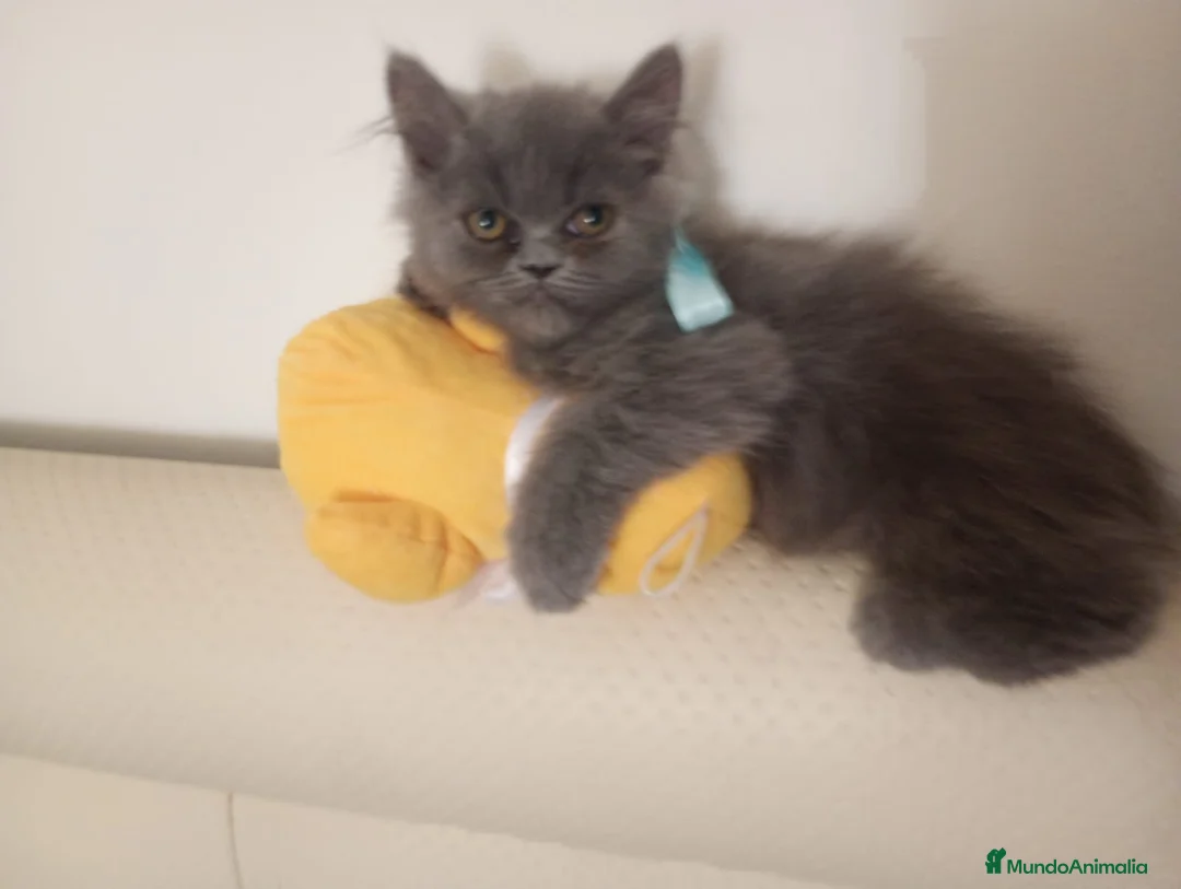 Persa gatos en venta: Macho persa himalayo  - Anuncio 2