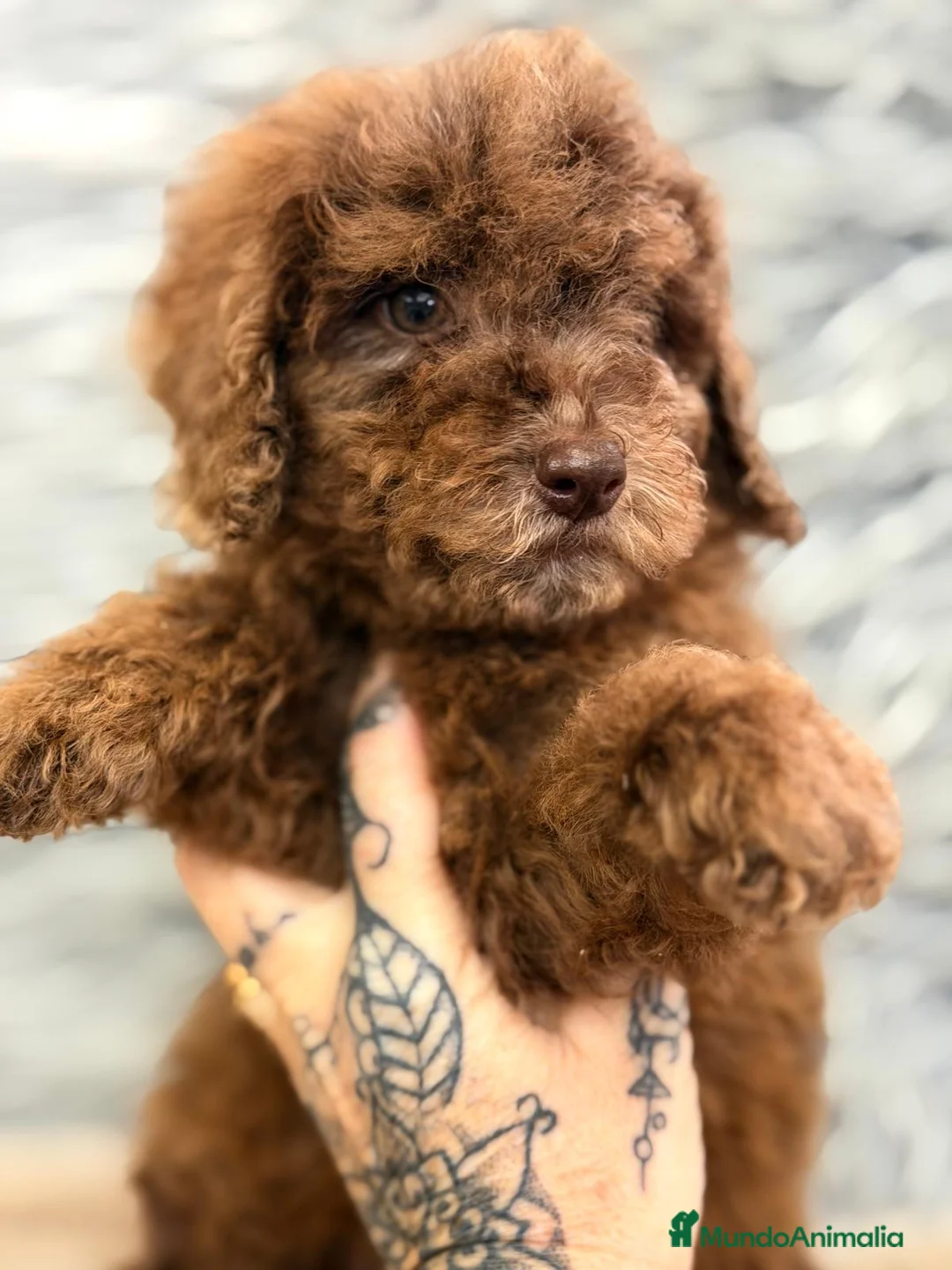 Raza Mixta perros en venta: CANICHE MERLE MACHO - Anuncio 1