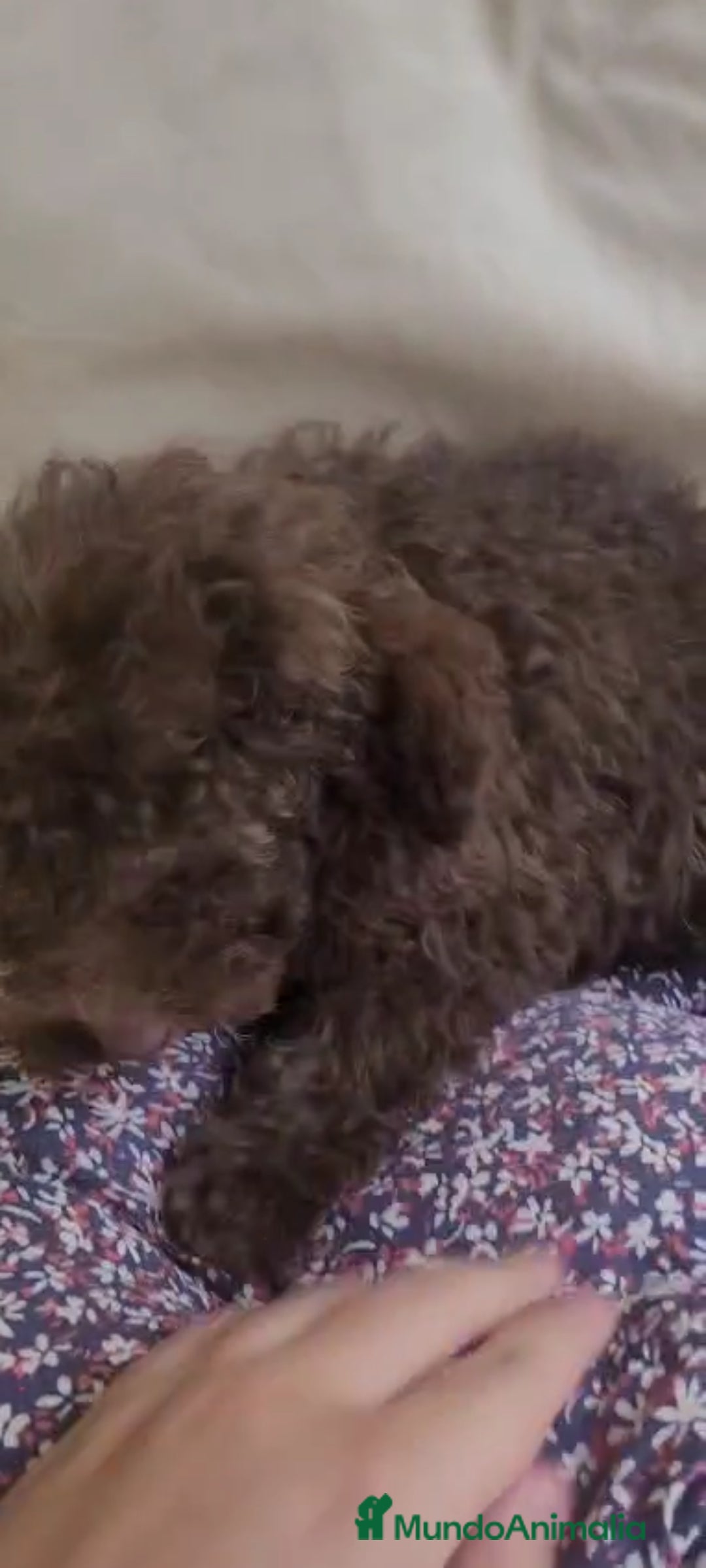Caniche Toy perros en venta: CANICHES MACHOS CALIDAD Y SELECCIÓN  - Imagen 2
