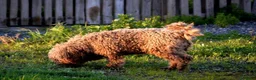 Perro de Agua Español perros en venta: CACHORRO DE PERRO DE AGUA  - Anuncio 23