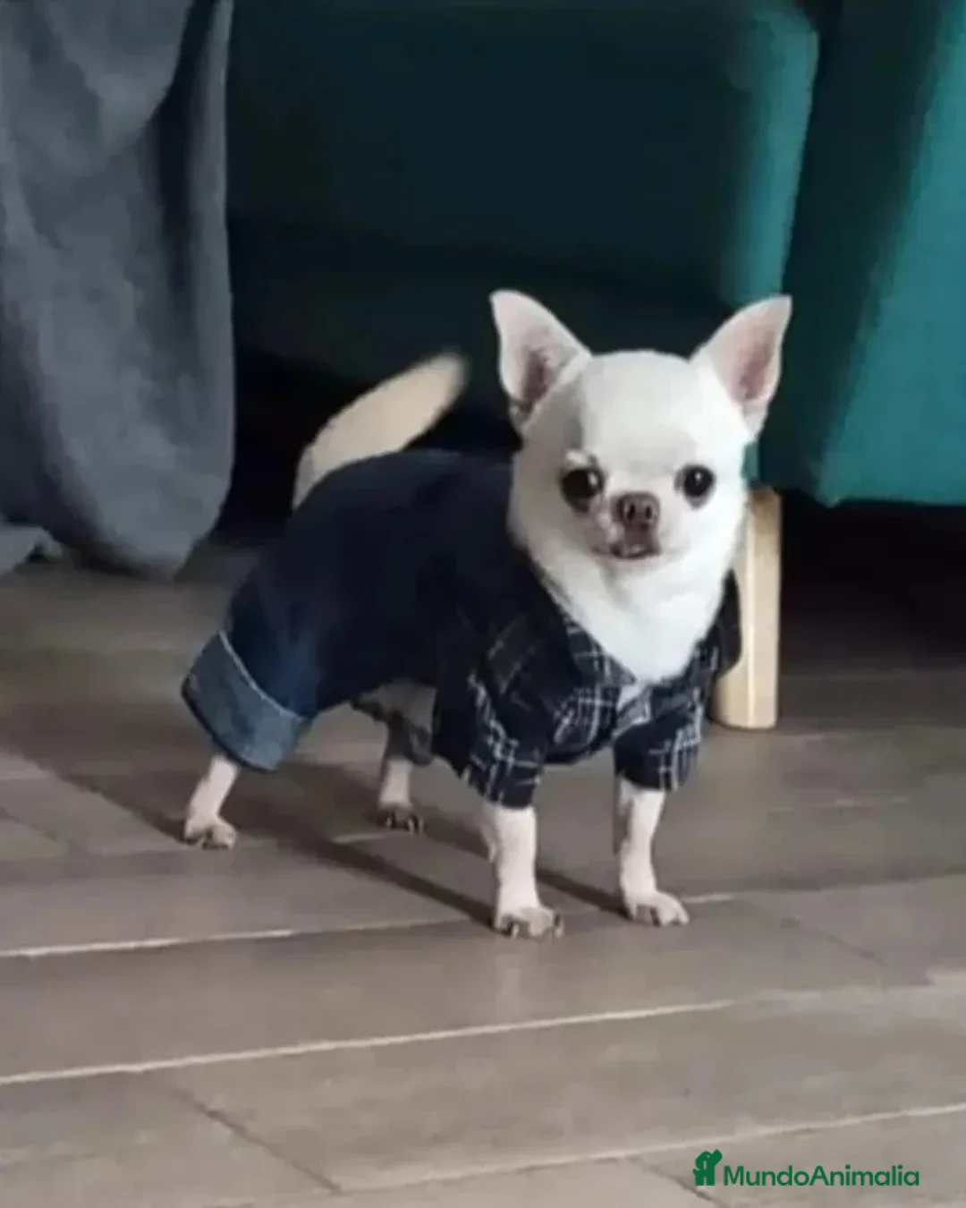 Chihuahua perros en venta: Chihuahua en Sevilla - Anuncio 3