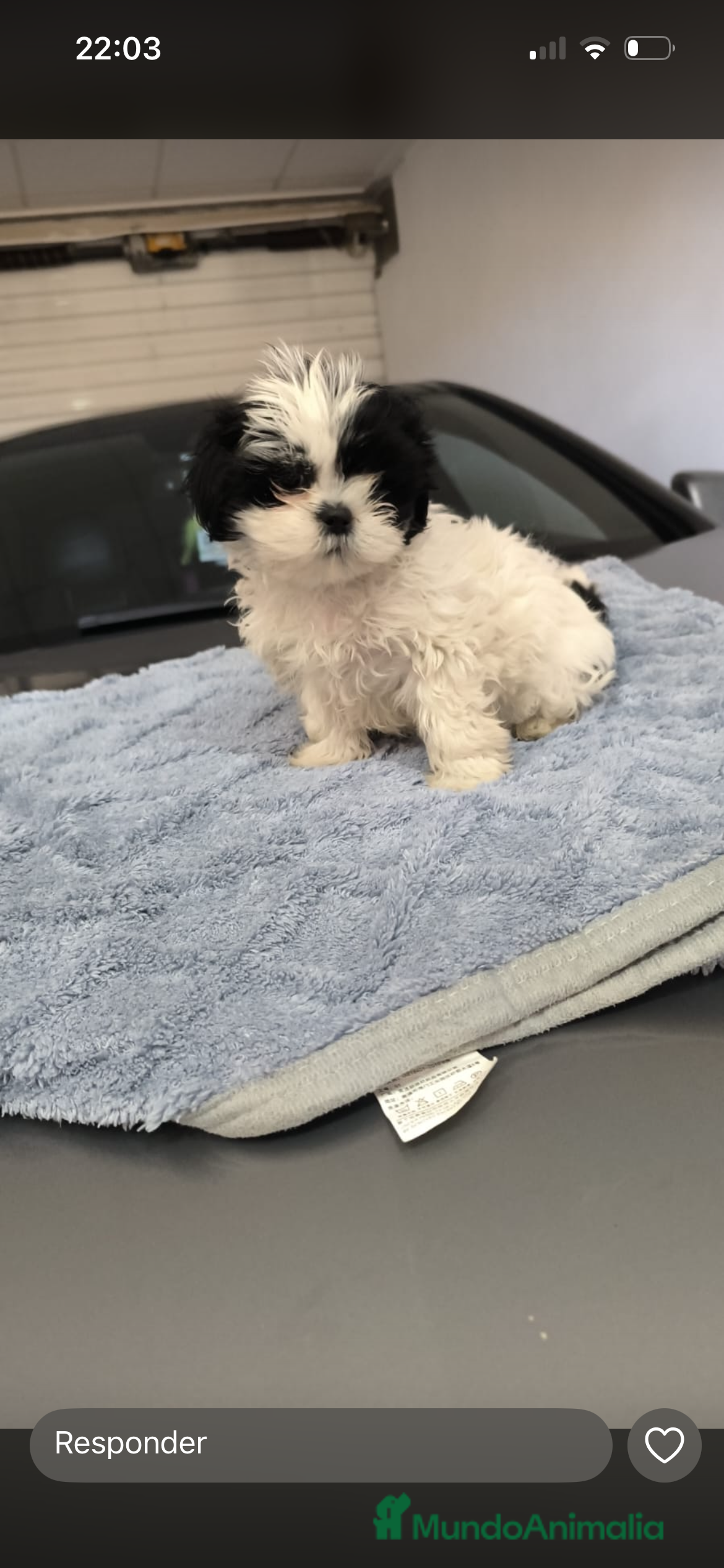 Shih Tzu perros PRECIOSA PAREJA  - Anuncio 3