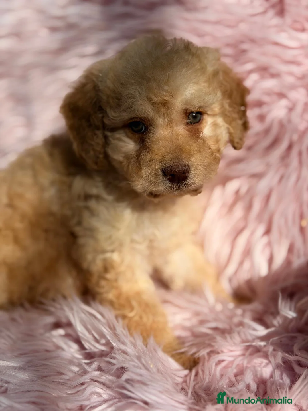 Perro de Agua Español perros en venta: PERRO DE AGUA CREMA - Anuncio 4