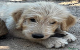 Goldendoodle perros en venta: Goldendoodle  - Imagen 7