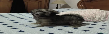 Maltipoo 4