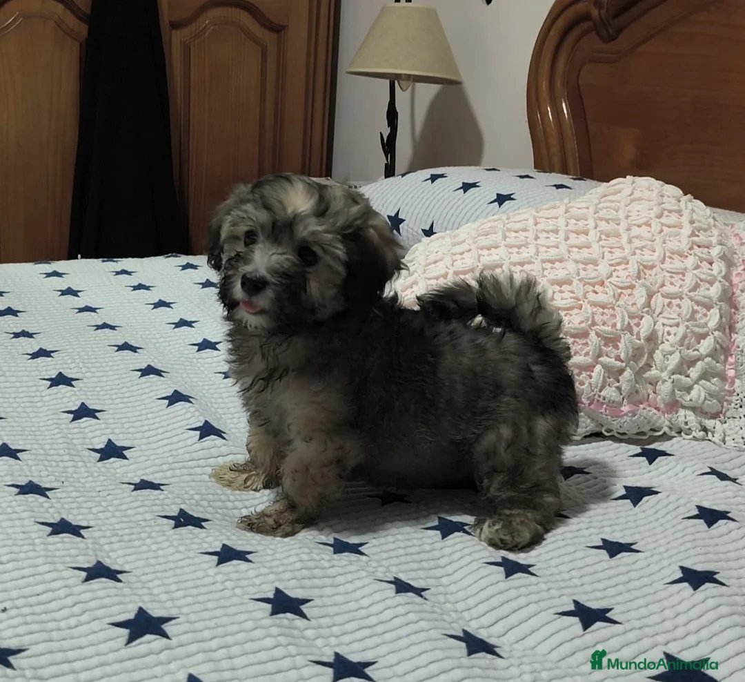 Maltipoo perros en venta: Maltipoo  - Anuncio 2