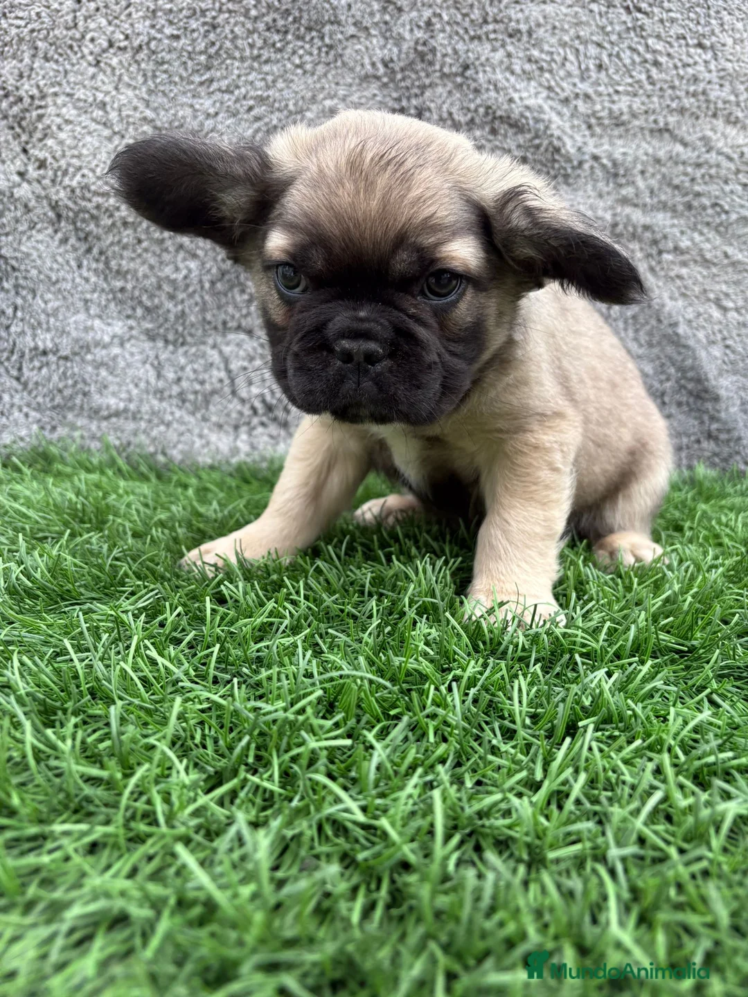 Bulldog Francés perros en venta: Bulldog Frances macho fluffy Fawn - Anuncio 18
