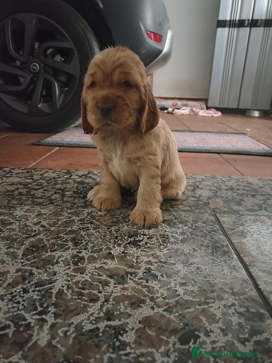 Cocker Spaniel Inglés perros en venta: Cocker Canela - Imagen 4