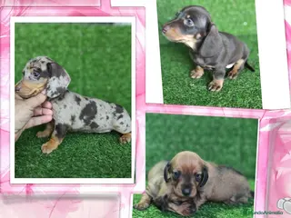 Teckel perros Camada familiar de teckel - Anuncio 2