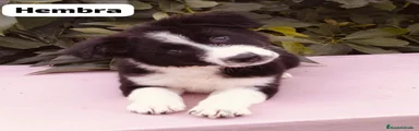 Border Collie 8