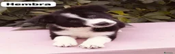 Border Collie perros en venta: Border collie listos para entregar  - Anuncio 1