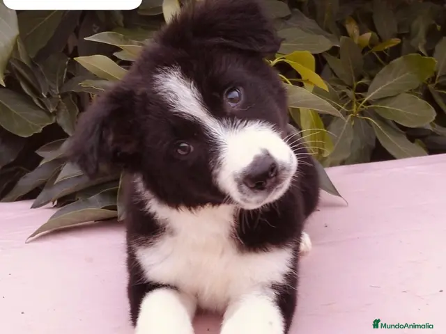 Border Collie perros Border collie listos para entregar - Anuncio 1
