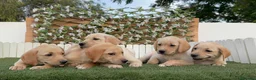 Labrador Retriever perros en venta: LABRADOR RETRIEVER - Anuncio 10