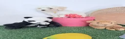 Bichón Maltés perros en venta: Bichón maltes coreano - Anuncio 3