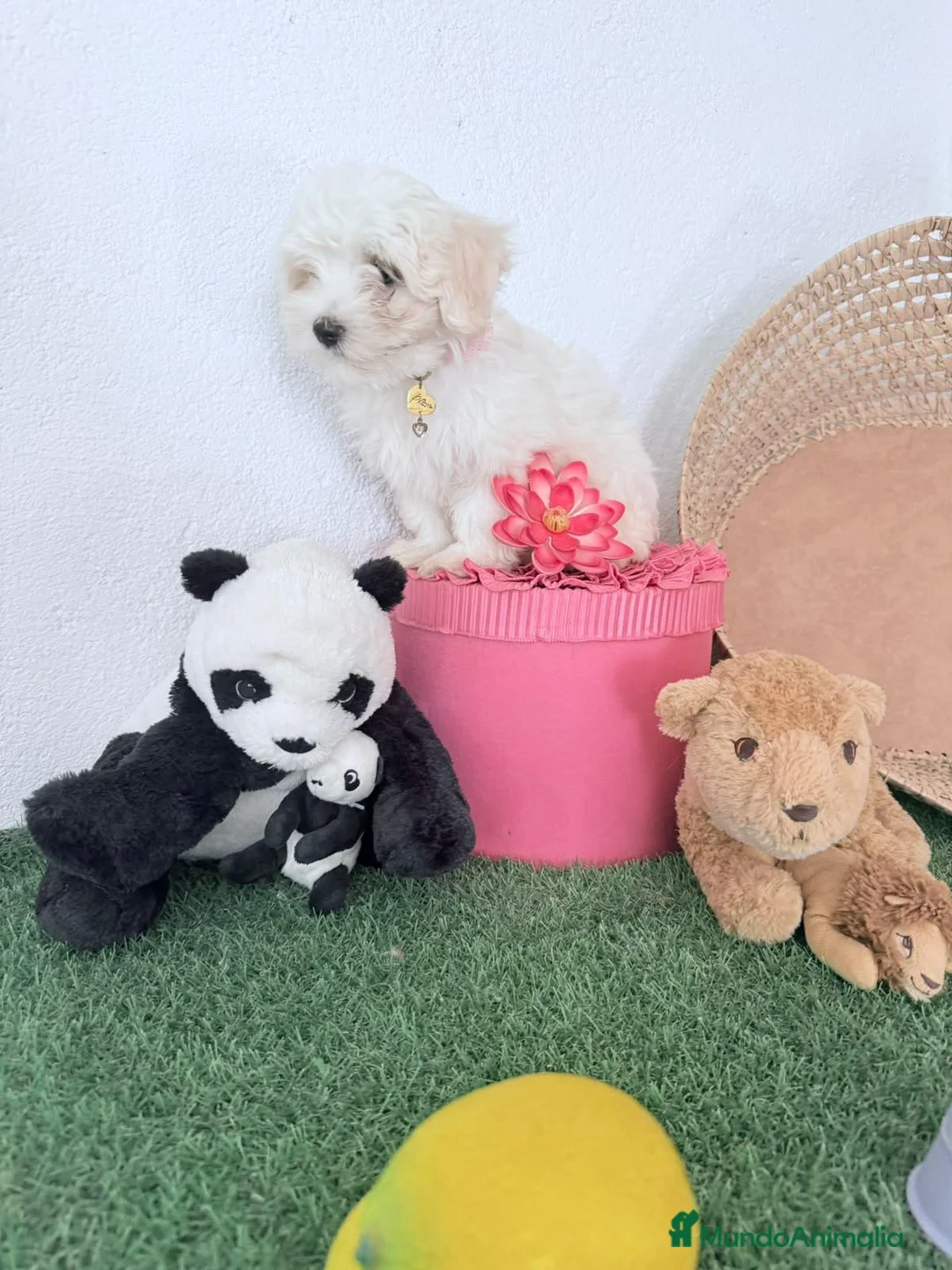 Bichón Maltés perros en venta: Bichón maltes coreano - Anuncio 3