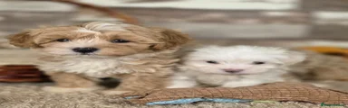 Maltipoo 5