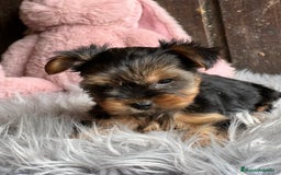 Yorkshire Terrier perros en venta: Yorkshire  - Imagen 5