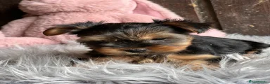 Yorkshire Terrier Cachorro 2