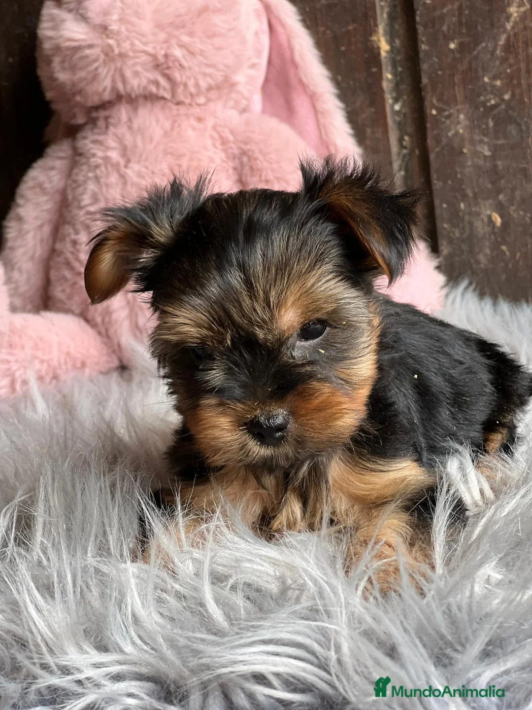 Yorkshire Terrier perros en venta: Yorkshire terrier - Anuncio 5