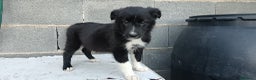 Border Collie perros en venta: Border collie  - Anuncio 5