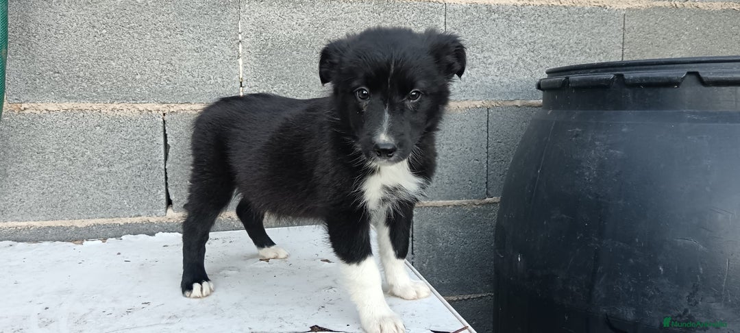 Border Collie perros en venta: Border collie  - Anuncio 5