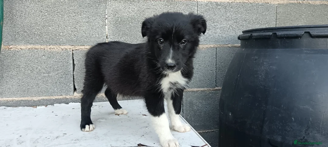 Border Collie perros en venta: Border collie  - Anuncio 5