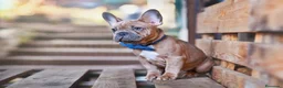 Bulldog Francés perros en venta: BULLDOG FRANCES - MADRID - ENTREGA  - Anuncio 4